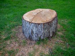 Best Tree Risk Assessment  in Celoron, NY