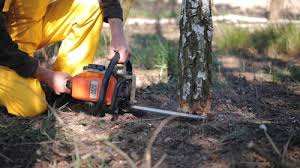 Best Tree Removal  in Celoron, NY