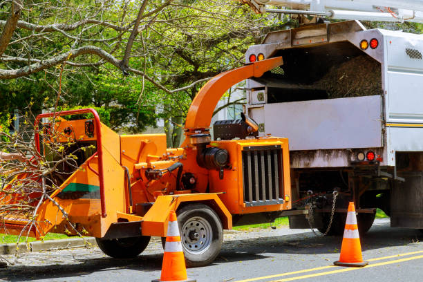 Best Tree Health Inspection  in Celoron, NY
