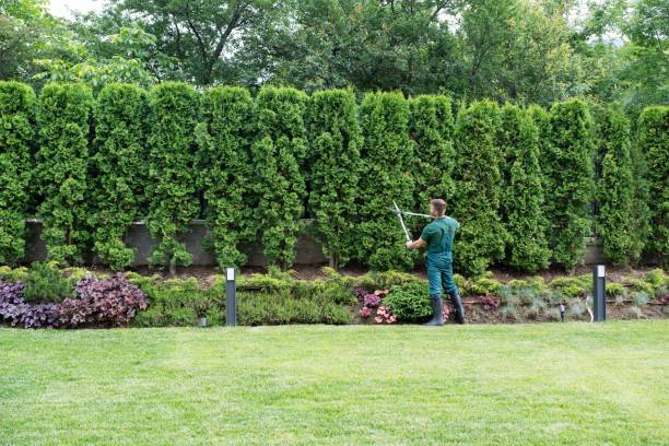 Best Lawn Grading and Leveling  in Celoron, NY