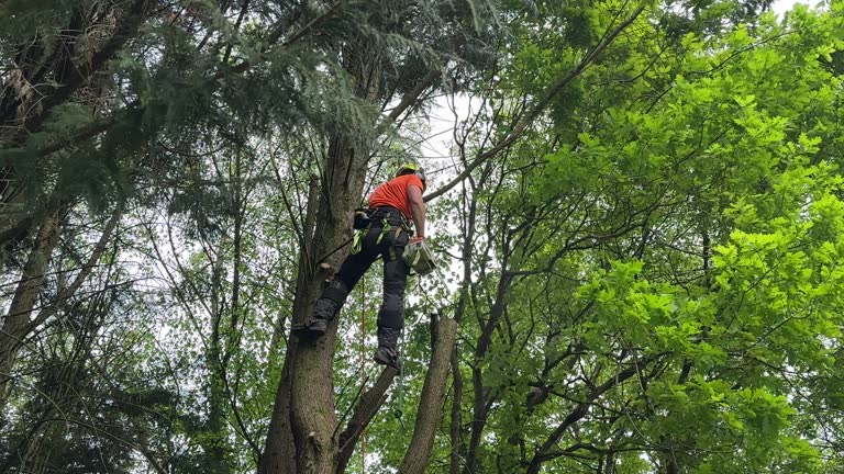 Best Tree Mulching  in Celoron, NY