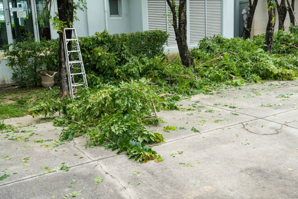 Best Storm Damage Tree Cleanup  in Celoron, NY