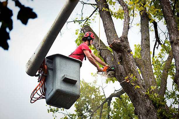 Best Emergency Tree Removal  in Celoron, NY