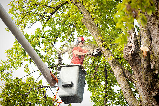 Best Root Management and Removal  in Celoron, NY